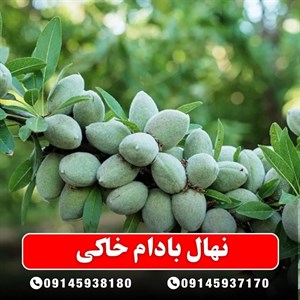 نهال بادام خاکی
