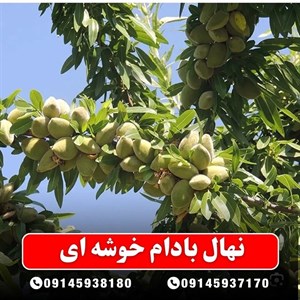 نهال بادام خوشه ای
