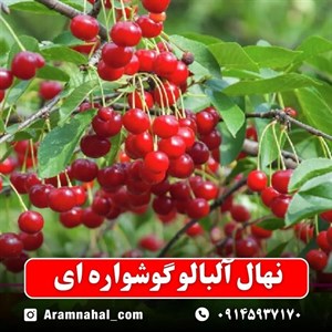 نهال آلبالو گوشواره ای