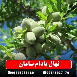 نهال بادام سامان