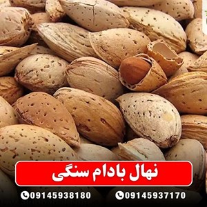 نهال بادام سنگی