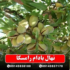 نهال بادام رامسکا