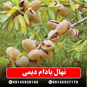 نهال بادام دیمی
