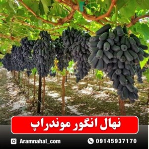 نهال انگور موندراپ