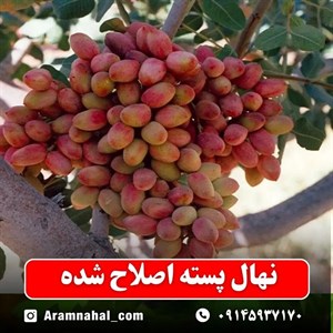 نهال پسته اصلاح شده