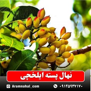 نهال پسته ایلخچی