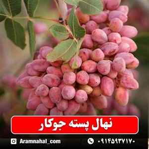 نهال پسته جوکار