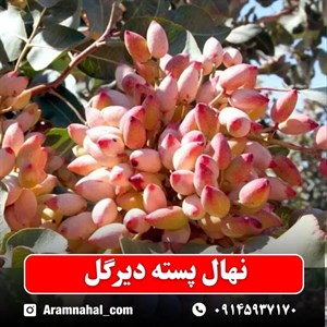 نهال پسته دیرگل
