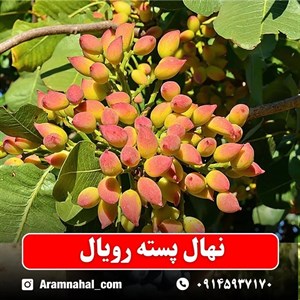 نهال پسته رویال
