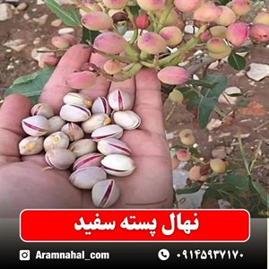 نهال پسته سفید