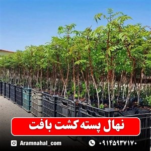 نهال پسته کشت بافت