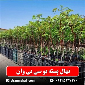 نهال پسته یو سی بی وان