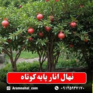 نهال انار پایه کوتاه