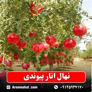 نهال انار پیوندی