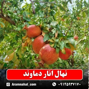 نهال انار دماوند