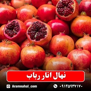 نهال انار رباب