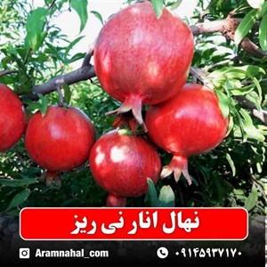 نهال انار نی ریز