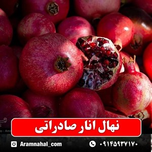 نهال انار صادراتی