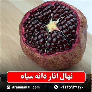 نهال انار دانه سیاه