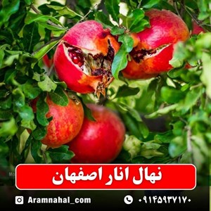 نهال انار اصفهان