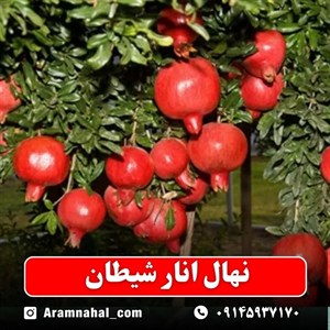 نهال انار شیطان