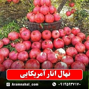نهال انار آمریکایی