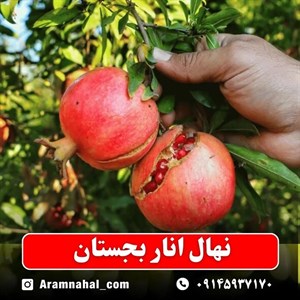 نهال انار بجستان