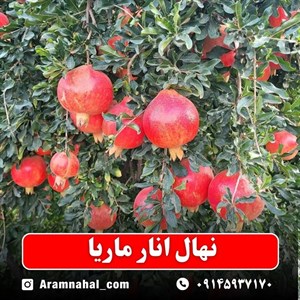 نهال انار ماریا