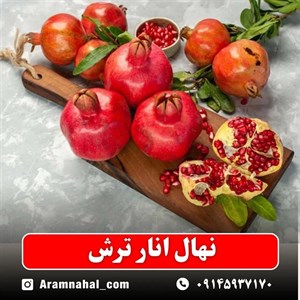 نهال انار ترش