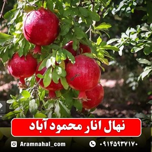 نهال انار محمود آباد