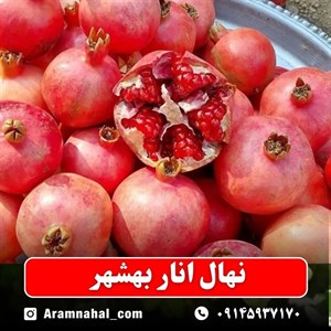 نهال انار بهشهر