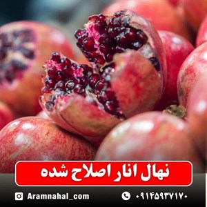 نهال انار اصلاح شده