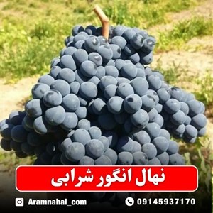 نهال انگور شرابی