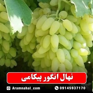 نهال انگور پیکامی