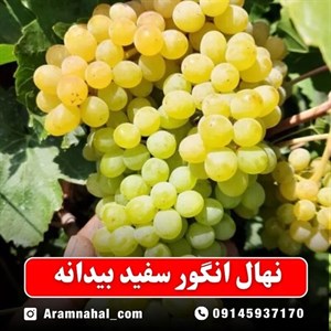 نهال انگور سفید بیدانه