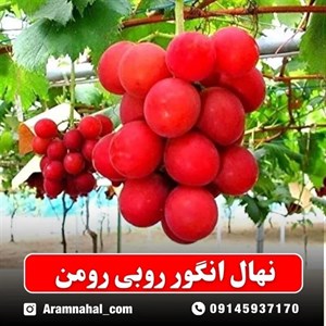 نهال انگور روبی رومن