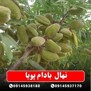 نهال بادام پویا