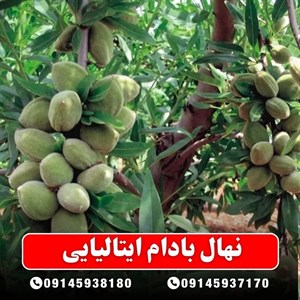 نهال بادام ایتالیایی