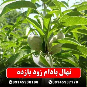 نهال بادام زود بازده