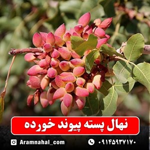 نهال پسته پیوند خورده