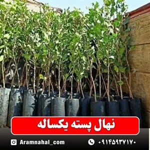 نهال پسته یکساله