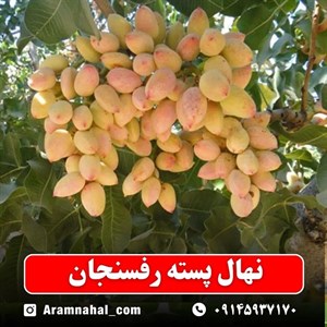 نهال پسته رفسنجان