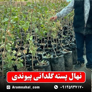 نهال پسته گلدانی پیوندی