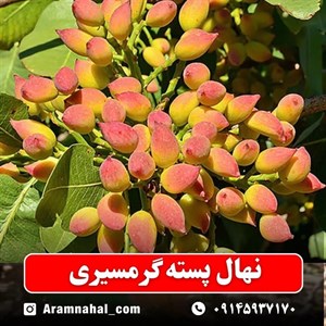 نهال پسته گرمسیری