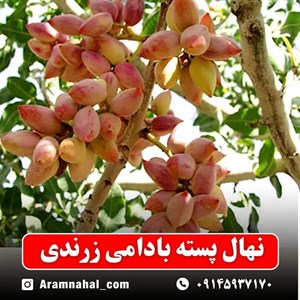 نهال پسته بادامی زرندی