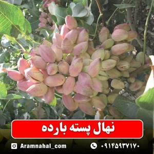 نهال پسته بارده