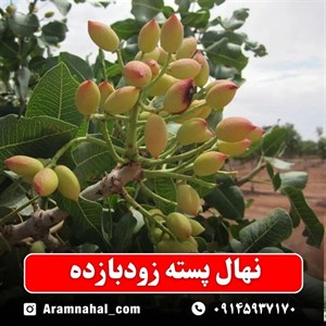 نهال پسته زودبازده
