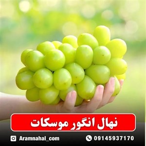 نهال انگور موسکات