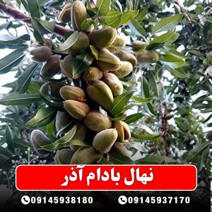 نهال بادام آذر