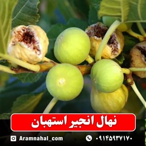 نهال انجیر استهبان